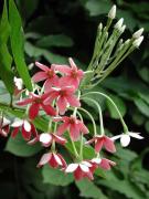 Quisqualis indica L.